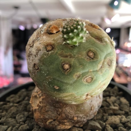 tephrocactus geometricus 《LL size》激希少‼︎※現地球株発根済※実生株＆カキ仔株でないと流通がほぼないため所持率も極めて低き渾身の一株※black bowl pot植え