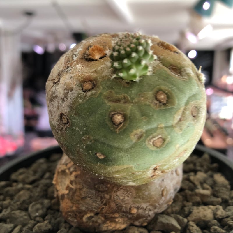 tephrocactus geometricus 《LL size》激希少‼︎※現地球株発根済