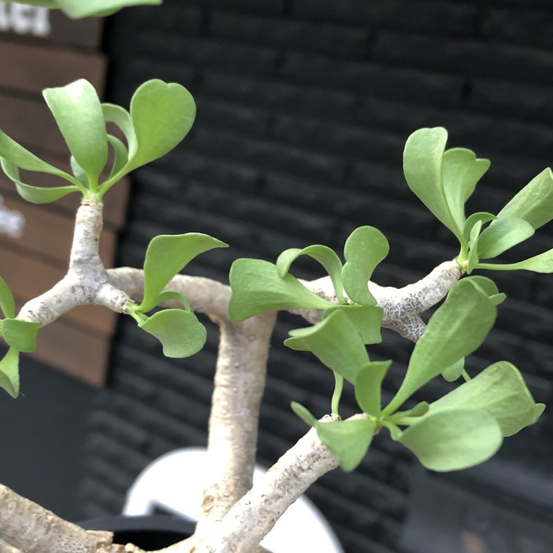 othonna furcata《M size》極白肌&極太幹株※現地球発根後店主国内管理3