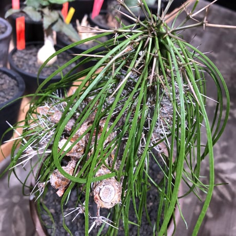 didierea madagascariensis《LL size》※現地球極太大株発根済※古木感強く垂れ下がる涼しげな葉と棘のコントラストが堪らない※brown marble bowl pot植え