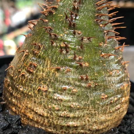 pachypodium gracilius《小さめM size》※現地球株発根済※とびきり球体感強きgreen肌で堪らなくかわいい一株‼︎※black bowl pot植え
