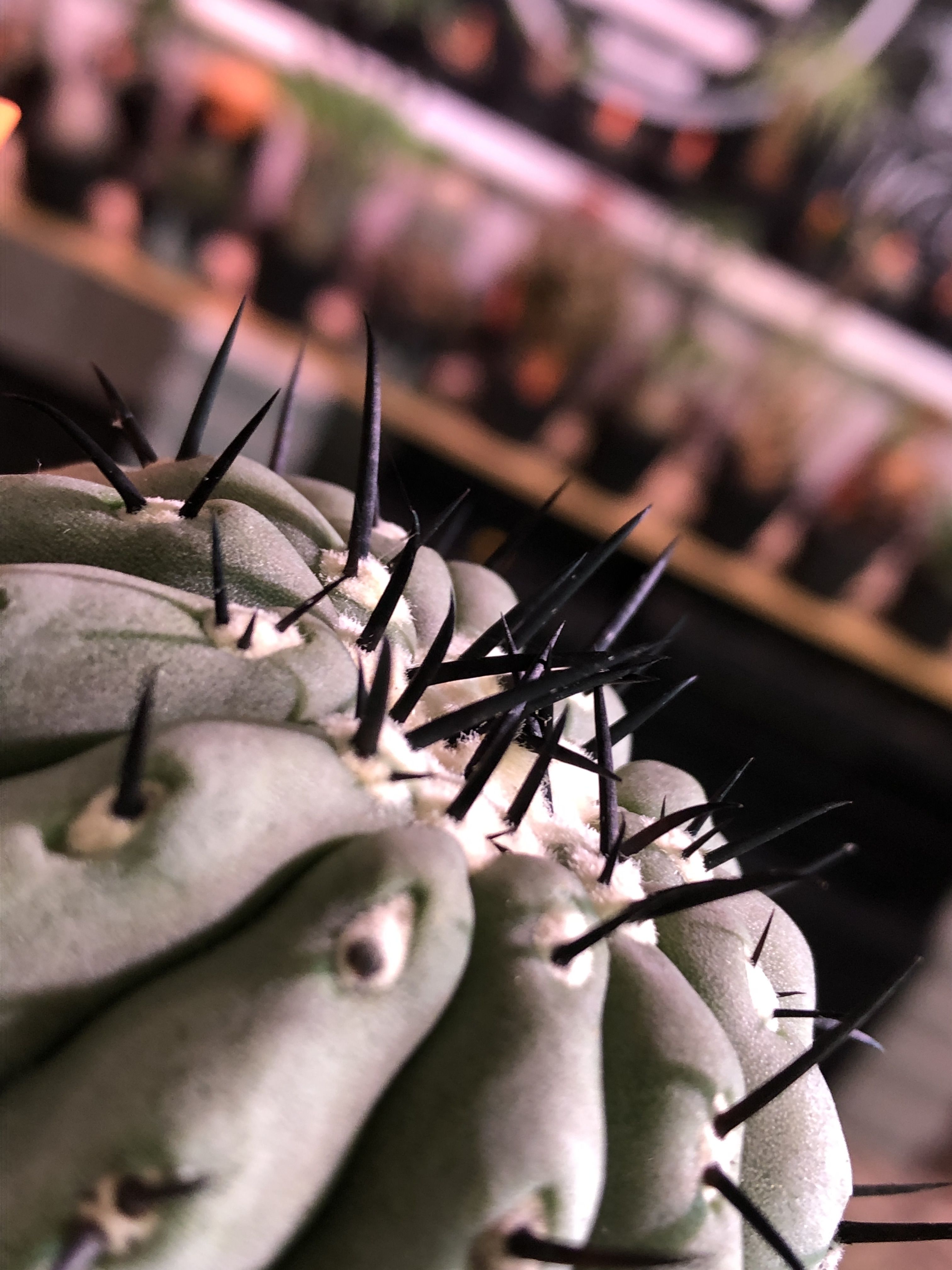 copiapoa cinerea 黒王丸《M size》激希少‼︎※現地球発根済株※店主