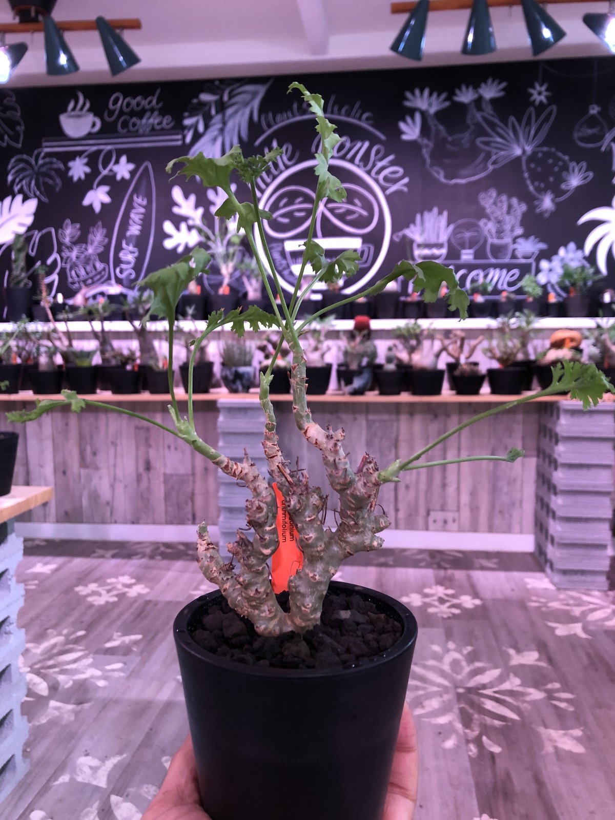 pelargonium crithmifolium《S size》※塊根部分から芽吹き年々