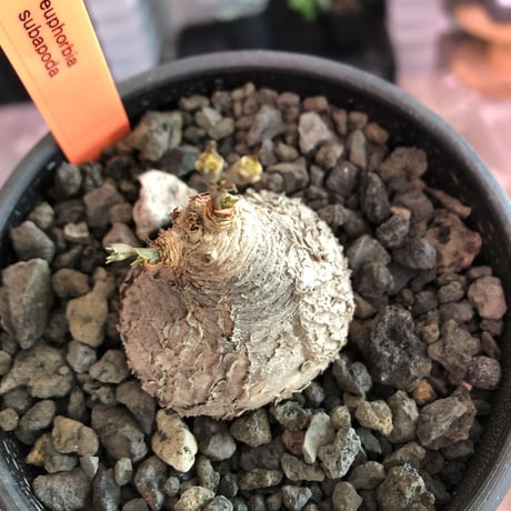 euphorbia subapoda《M size》※枝成長過程から育てる事ができ、ぼってり株で可愛いながらも特に肌質荒い小振りでもvintage感強き一株※mad  black bowl pot植え