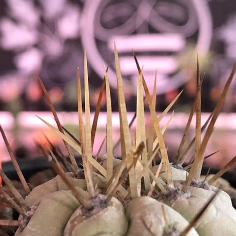copiapoa   cinerea  長刺白棘黒王丸《小さめM size》激希少‼︎※現地球株カキ仔自根株‼︎※mad black bowl pot植え