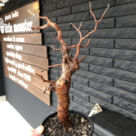 commiphora   monstrosa《 M  size》※現地球発根済み株！落葉後剪定済み‼︎※小振り丈の良きサイズ感‼︎上品な出立ちのモンスト‼︎※mad black pot植え