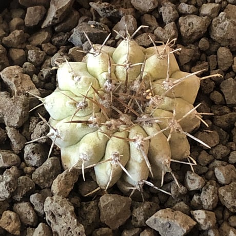 copiapoa  cinerea  var.columna-alba 白棘孤竜丸《大きめS size》激希少※現地球カキ仔自根株※良きDNAを継承‼︎より白き孤竜丸※mad black pot植え