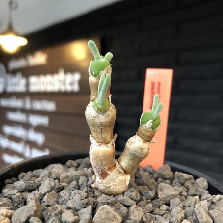 monilaria  pisiformis《大きめS size》※現地球発根後店主国内管理3年株※モニラリア属（激希少最上位種）冬型caudex※mad black bowl pot植え