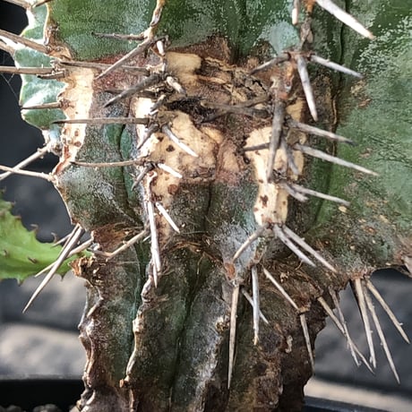 euphorbia horrida《大きめM size》子吹き株※現地球発根後店主国内管理6年株※子吹きも多くワイルドな木質化した出立ち※mad black pot植え