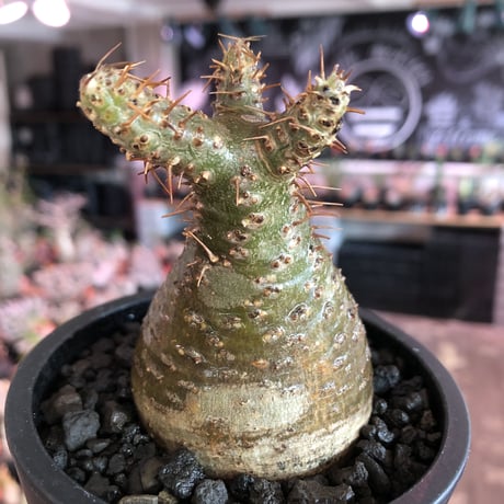 pachypodium gracilius《大きめS size》希少‼︎green肌※現地球発根済株※店主国内管理2年株※株元ぼってりな美肌＆良樹形グラキ※mad black pot植え