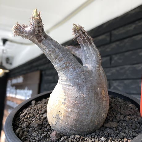 pachypodium gracilius《大きめM size》※現地球発根後店主国内管理4年株※絶妙な捻くれbalance&大きなポケットを持つトトロ樹形※mad black bowl pot植え