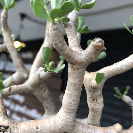 othonna furcata《L size》良枝振り樹形※現地球発根後店主国内管理5年株※肉々しい極枝振り良き美しい良樹形株※mad black pot植え