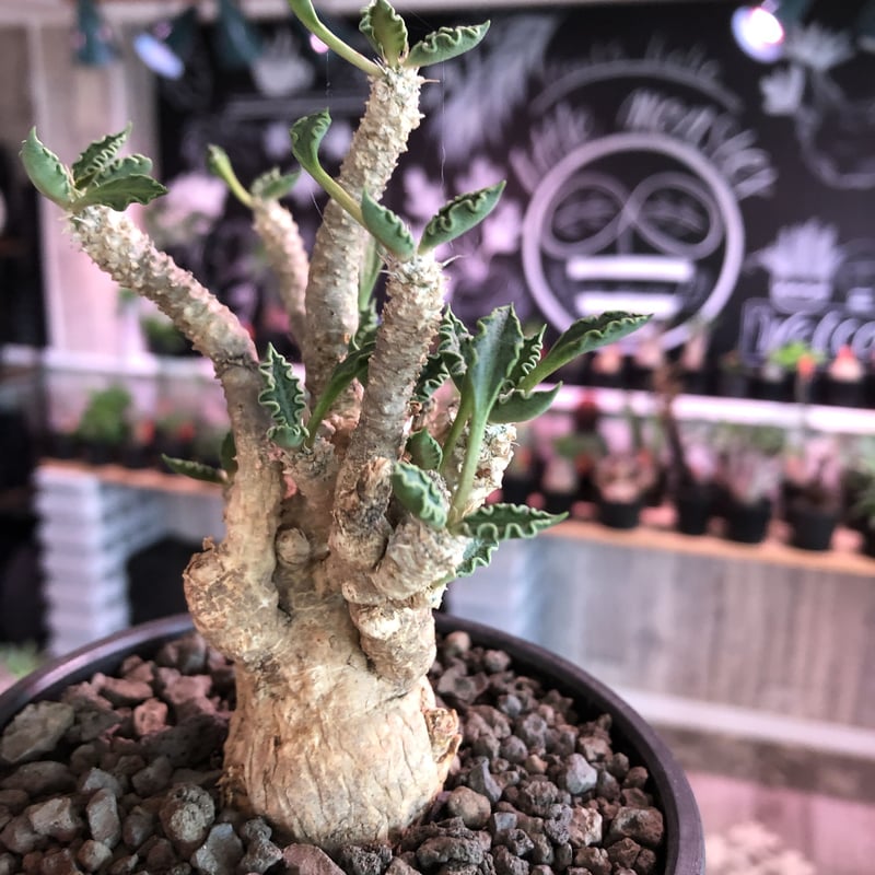 euphorbia tulearensis《L size》※大変大きめの塊根を持つ希少性 euphorbia tulearensis《L size》※大変大きめの塊根を持つ希少性