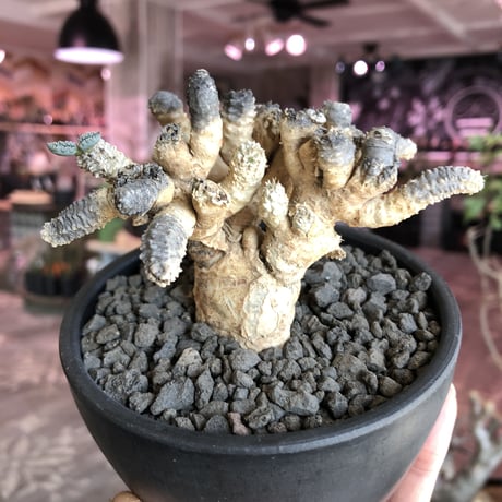 euphorbia suzannae marnierae《L size》激希少‼︎※美しすぎるオフホワイト肌に塊根部分の株元もbigな堪らない一株‼︎※mad black bowl pot植え