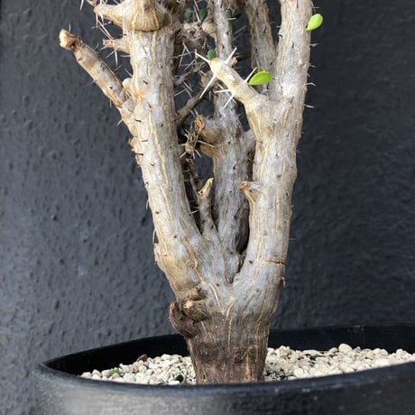 alluaudia    comosa《XL size》