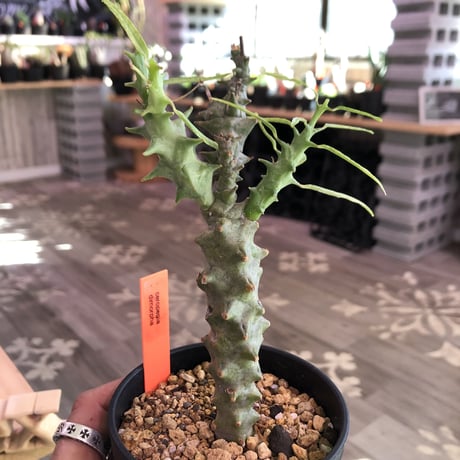 ceropegia   dimorpha《M size》※独創性高き二色のmonster‼︎※限定２株