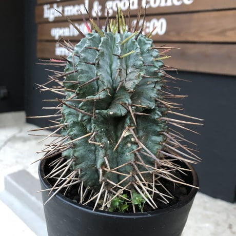 euphorbia    horrida《M size》発根済み株‼︎