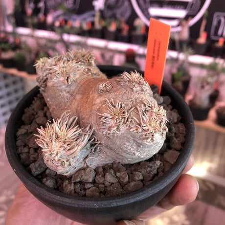 packypodium  brevicaule  恵比寿笑い《大きめS  size》※1箇所だけ離れ小島を持つ特化した樹形が堪らなく可愛い一株※mad black pot植え
