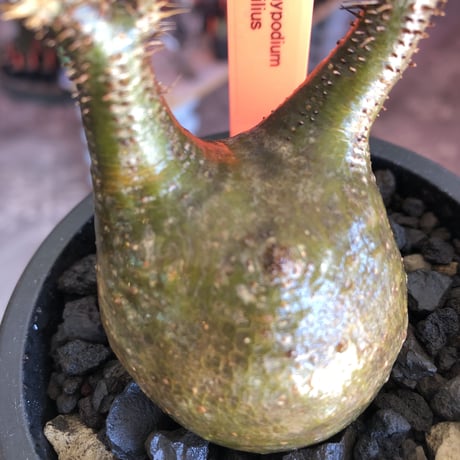 pachypodium  gracilius《S size》希少二頭枝&green肌※現地球発根後店主国内管理2年株※ツル肌の上、堪らなく愛くるしい一株※mad black pot植え