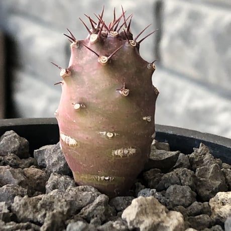 euphorbia  pachypodioides《S size 》※littmon seed🌱※まだまだ小振りが故に今後の成長過程をより感じられる一株※mad black pot植え