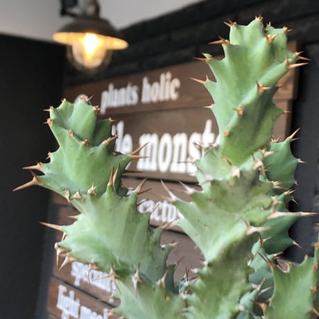 euphorbia  tortioama《M size 》※現地球発根済株※店主国内管理3年株※唸る太い葉と優しい色味の塊根を持つ良質なトルチラマ‼︎※mad black pot植え