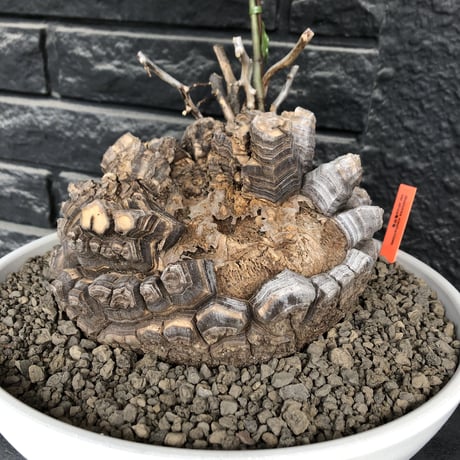 dioscorea elephantipes アフリカ亀甲竜《大きめL L size》大株※現地球発根後店主国内管理18年株※好きな方には堪らないwildすぎる出立ち※mad white 浅鉢植え