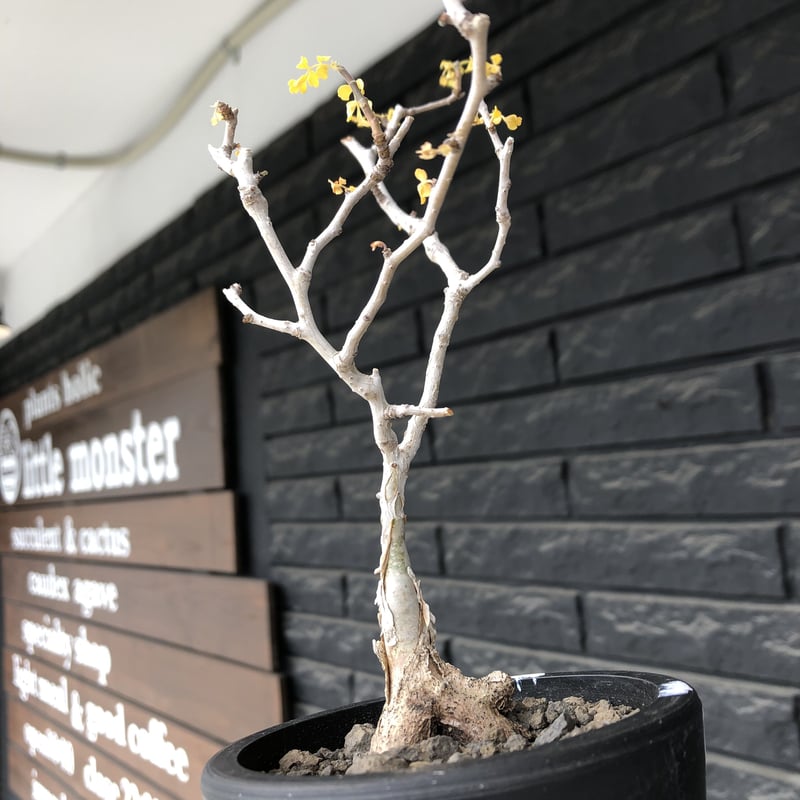 象の木　TOKY鉢付き　実生　白肌系 象の木 TOKY鉢付き 実生 白肌系 象の木 TOKY鉢付き 実生