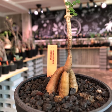 opercullicarya   packypus  littmon  seed🌱 《3年半株》幹も太く‼︎&枝振り樹形良きパキプス‼︎※mad black bowl pot植え※限定2株