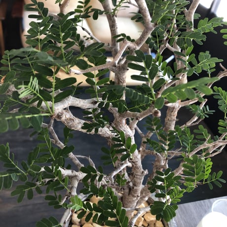 senna  meridionalis《 LL size》※現地球発根後店主国内管理4年株※大振りながら美しくまとまった激しい枝振り&ボコボコ幹が堪らなく美しい白肌株※陶器鉢植え