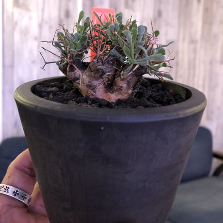 othonna   euphorbioides《S  size》mad black pot植え　※五つに分岐した枝！成熟株をミニチュアにした装い株‼︎