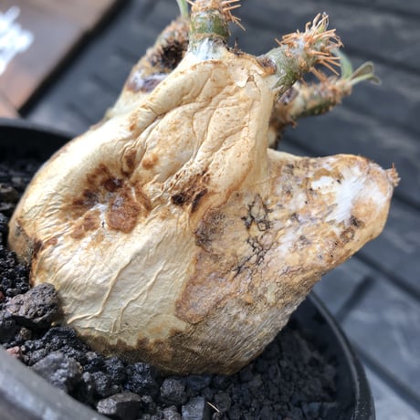 pachypodium gracilius《M size》ぼってり短枝&極現地焼け肌※現地球発根後店主国内管理3年株※極めて現地焼けマミレれな特化した装い‼︎※mad black pot植え