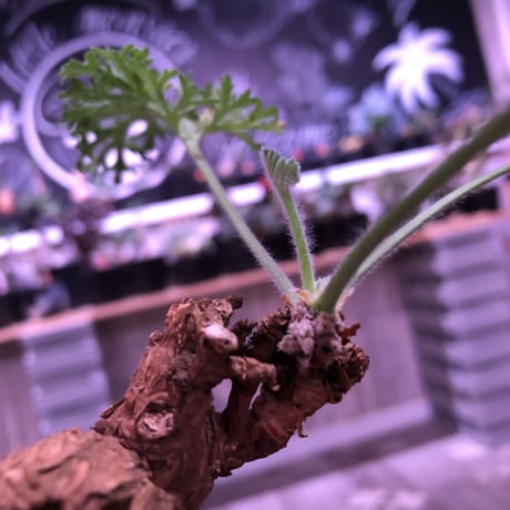 pelargonium  triste《M size》※激しく葉を展開し、冬型の人気者‼︎