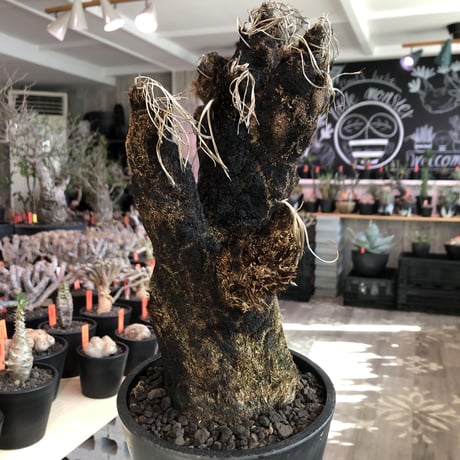xerophyta  trichophylla《S size》※現地球発根済株※驚愕強靭株※限りなくweightはlow‼︎品種としこれでもかわいい小振りサイズ‼︎※mad black pot植え
