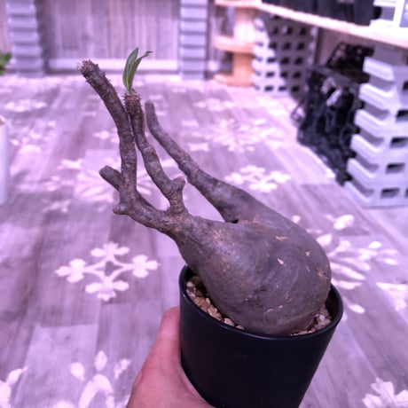 packypodium  gracilius《M size》 ※現地球株  発根済み株‼︎  （限定13株）
