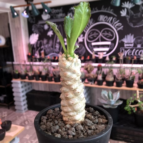 euphorbia    poissonii《小さめM size》※大変白く‼︎美しい肌に深みの強い葉の愛くるしい一株‼︎※mad black pot植え