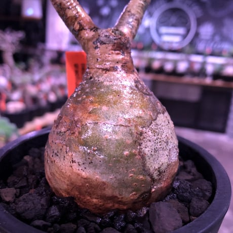 pachypodium  gracilius《大きめS size》球体樹形※現地球発根済株※店主国内管理2年株※特化した表皮柄＆株元まん丸樹形なかわいいグラキ※mad black pot植え