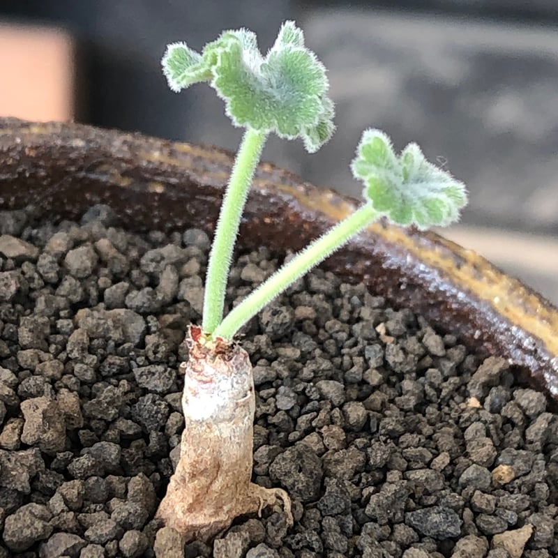 pelargonium mirabile《SS size》※littmon seed株※誰も