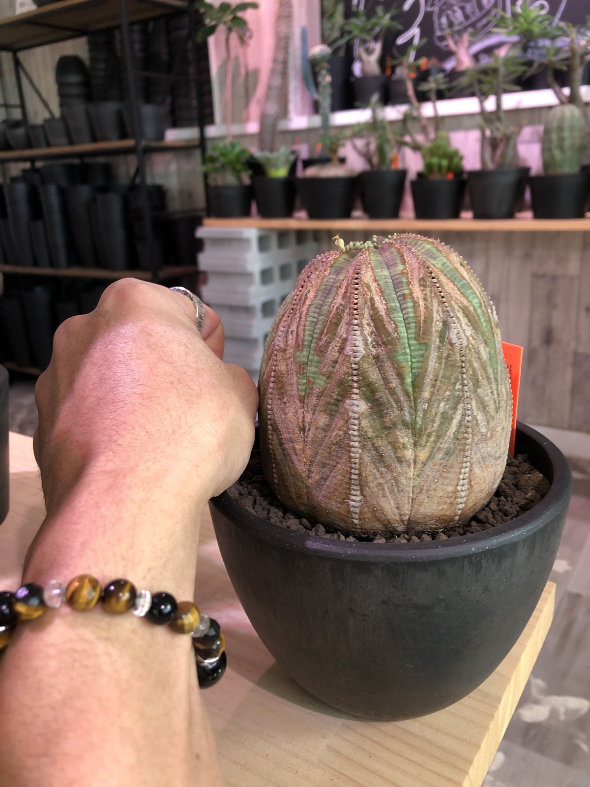 euphorbia obesa《L size》年代物‼︎木質化株‼︎※大変古株のため euphorbia obesa《L size》年代物‼︎木質化株‼︎※大変古株のため