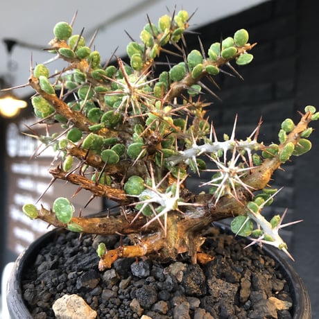 alluaudia comosa《 M size》店主長期作り込み株※現地球発根後店主国内管理6年株※極めて低重心且つ良枝振りの味深くcompactな一株※mad black pot植え