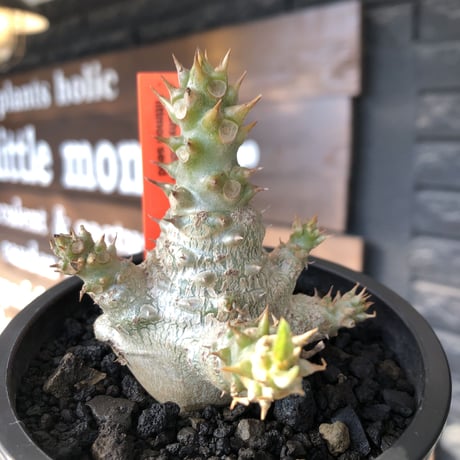 pachypodium windsorii《M size》※選抜littmon seed🌱※weight低き極ぼってり株元&枝振りも◎良樹形※mad black pot植え
