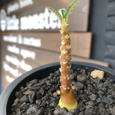 希少‼︎ dorstenia   gigas《大きめS size》littmon  seed🌱（実生株）※今季成長&枝振りに期待できる将来有望人気者ギガス※mad black pot植え