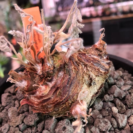 pelargonium  appendiclatum《大きめM size》※店主個人株‼︎現地球発根済株※実生株しかまず出回る事のない激希少‼︎更にW-he'd‼︎🤩※mad black pot植え