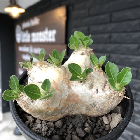pachypodium  brevicaule恵比寿笑い《M size》※現地球発根後店主国内管理3年株※現地球らしい肌を持つ手乗りサイズ感※mad black bowl pot植え