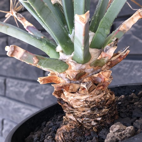 leuchtenbergia  principis 晃山《LL size》大株※現地球株発根済※極太幹を持ち年代物なため極めてワイルドな一株‼︎※mad black bowl pot植え