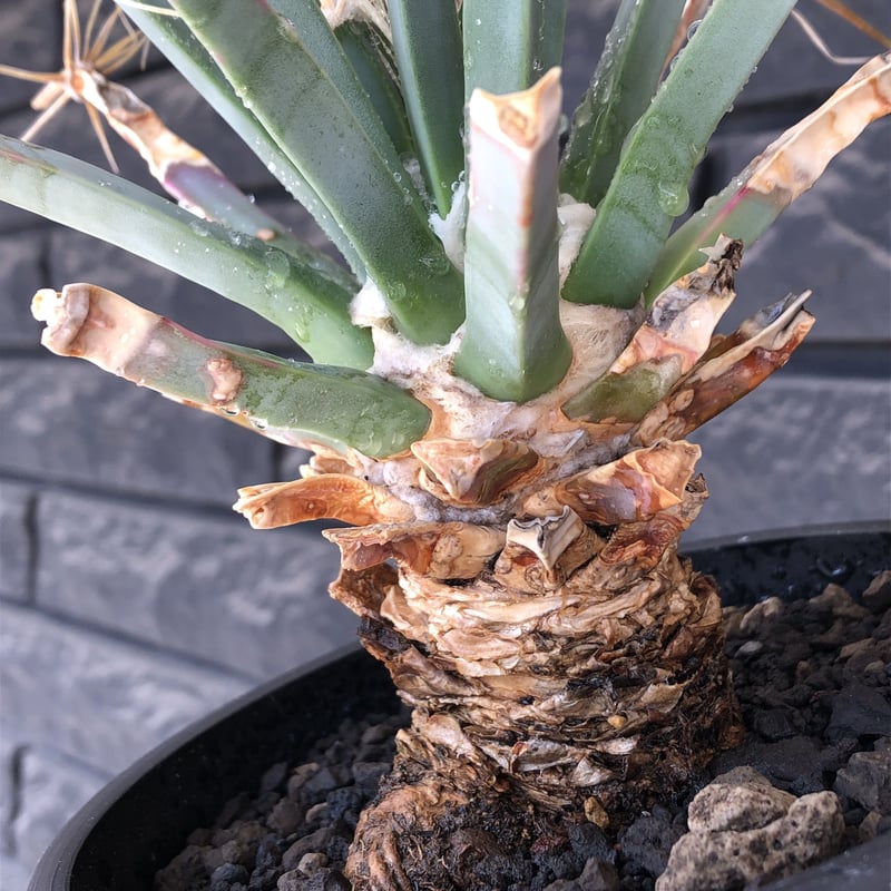 leuchtenbergia principis 晃山《LL size》大株※現地球株発根済