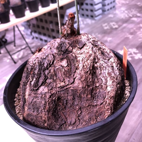 cyphostemma   pachypus《大きめL size》希少size‼︎ ※躍動感と生き様を感じられるヤバイ表皮な大株‼︎