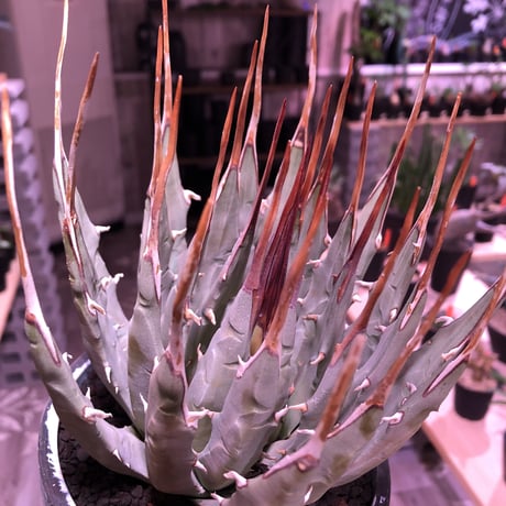 agave    utaensis  var, eborispina《L L size》※驚愕極美株※抜群にwild且つ美しいエボリスピナ‼︎※mad black marble bowl pot植え