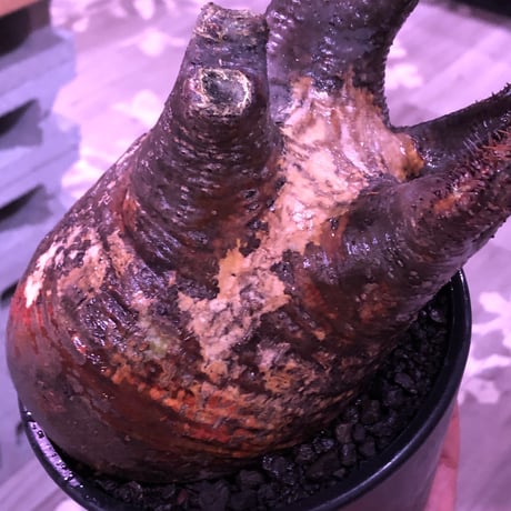 packypodium  gracilius《L  size》※現地球発根済株※店主国内管理3年株※現地焼けの自己主張強きぼってりwildグラキ‼︎※mad black pot植え