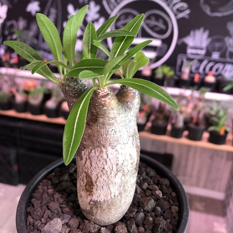 packypodium  inopinatum《S  size》※現地球発根済株※一部白肌柄を持つ大変葉が繊細なかわいいイノピ※mad black bowl pot植え