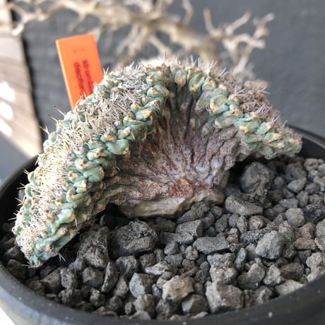 strombocactus 菊水《L size》※驚愕激希少‼︎現地球発根済株※店主国内管理7年株※実生菊水でなく希少性高さ現地球株の更にbigな綴化株‼︎※mad black pot植え